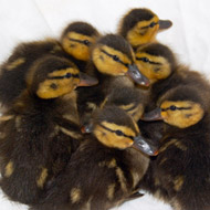 Ducklings