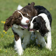 Springer spaniel