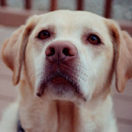 labrador