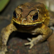 Asian toad