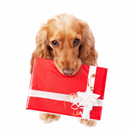 dog with present