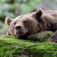 brown bear