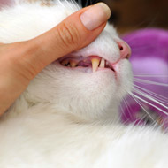 Cat dental