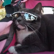 Bagel wearing sunglasses