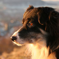 Border collie