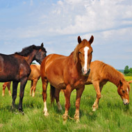 Horses in field