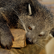 binturong