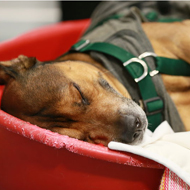 Rico sleeping in kennels