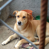 Dog in a kennel