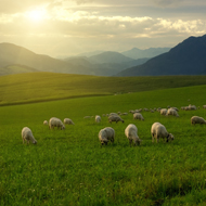 Sheep on field