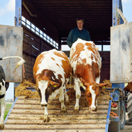 cows being moved