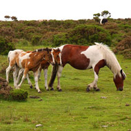 Ponies on Bodmin Moor