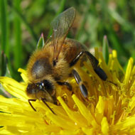 Bee on a flower