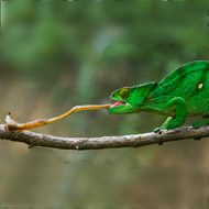 Chameleon