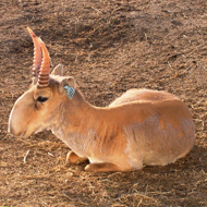 saiga