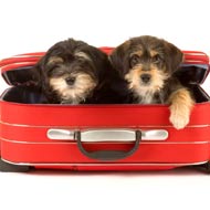 dogs travelling