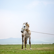 tethered horse