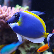 Blue Tang