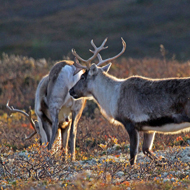 reindeer