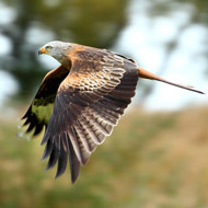 Red kite