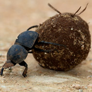 Dung beetle