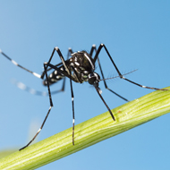 Aedes mosquito