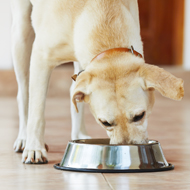 labrador eating