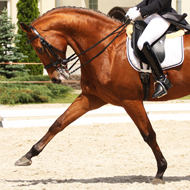 dressage horse