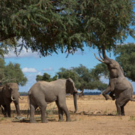 Elephants