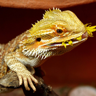 australian dragon