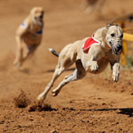 racing greyhounds