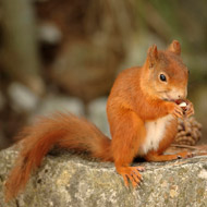 red squirrel