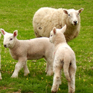 sheep and lambs