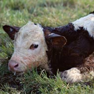 calf