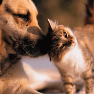 Dog and cat