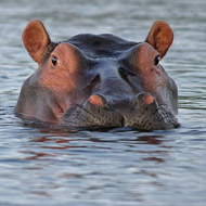 Hippo