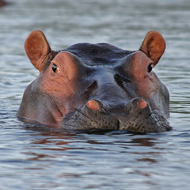 hippo