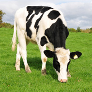 cow