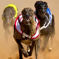 Greyhounds racing