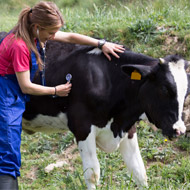 Vet with cow
