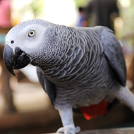 african grey parrot