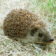 hedgehog 