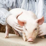 pig vet