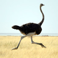 Ostrich