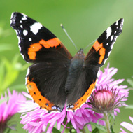 red admiral