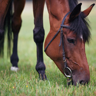 horse eating