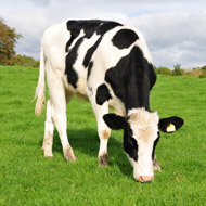 Cow in field