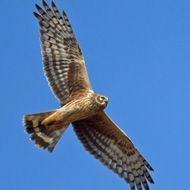 hen harrier