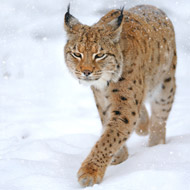 Lynx