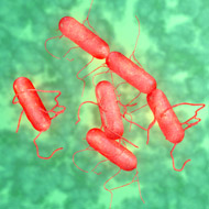 Salmonella bacteria